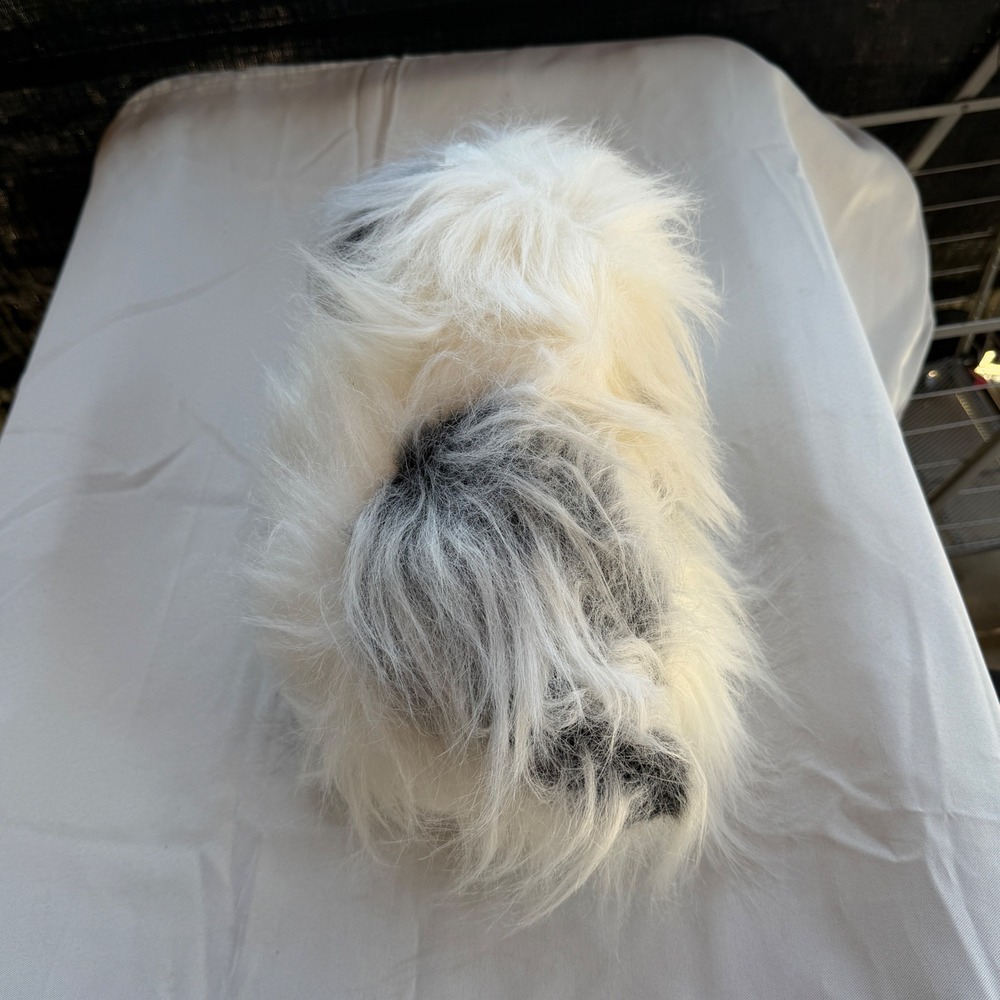 Petal Plush Stuffed Animal Unisex OS White New Vintage 1993 Shaggy Dog 1011-0 - Picture 5 of 12